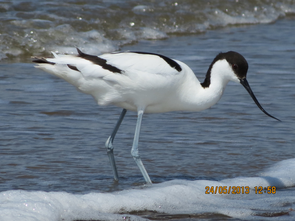 Догги стиліндегі қозған кисканың фотосы